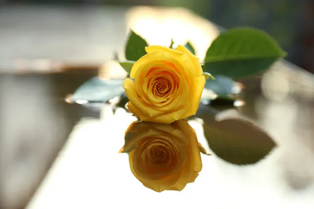 close-up photo of reflected rose with yellow petals
