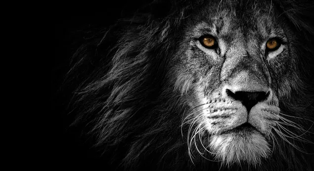 Close-up pose van leeuw op zwarte achtergrond download