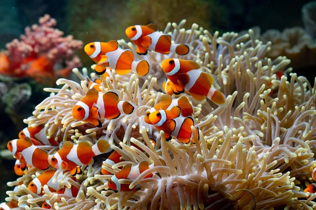 Clownvissengroep onder zeedieren in het mariene ecosysteem download
