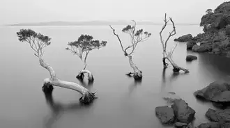 coastal scene with unique trees partially submerged in water