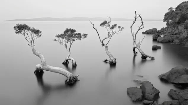 pobrezni scenerie s unikatnimi stromy castecne ponorenymi ve vode stahnout