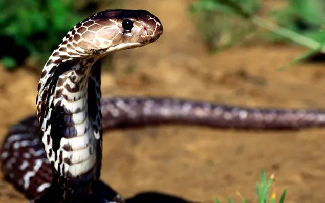 Cobra snake in the wild
