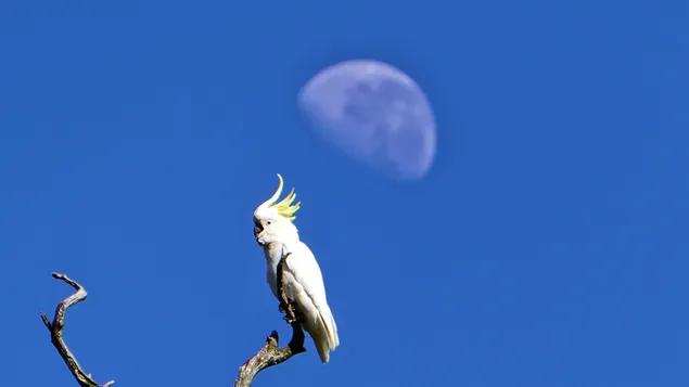 Luna Cacatoo 2K imagine de fundal