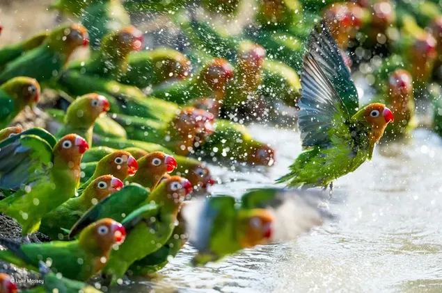 Collection of yellow, red and green birds drinking water by the water