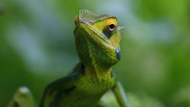 Farbwechseltierchamäleon aus der Reptilienklasse vor unscharfem grünem Hintergrund 4K Hintergrundbild