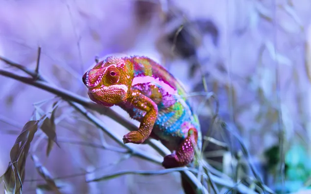 Color changing animal chameleon
