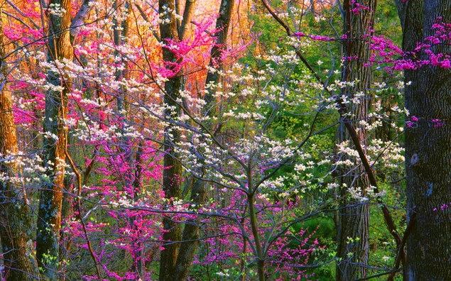 Flores de colores del bosque en primavera