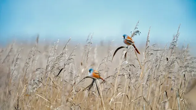 澄んだ空を背景に黄色の葦にカラフルな鳥 8K 壁紙