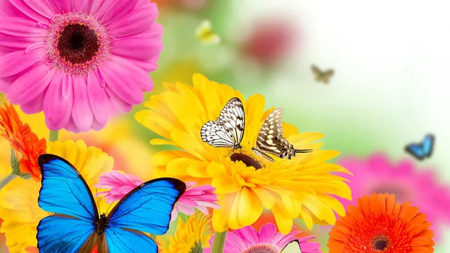 Colorful Butterflies download