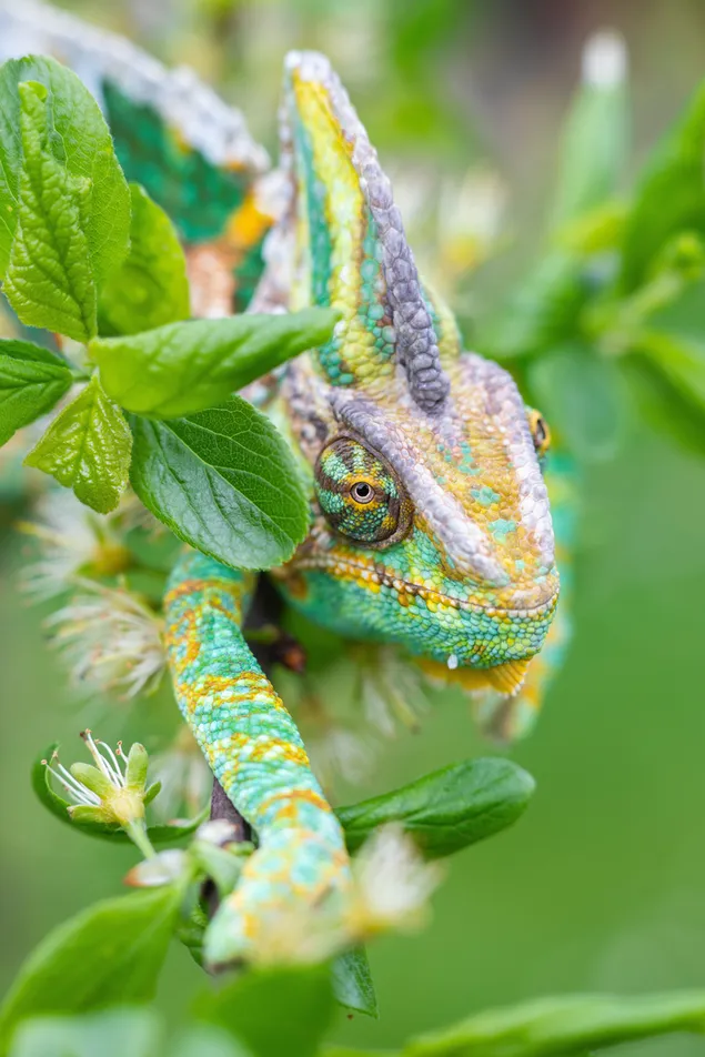 Colorful chameleon on branches on leaves