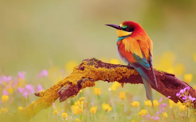 Lindo pájaro colorido en la rama de un árbol seco frente a un telón de fondo de flores borrosas