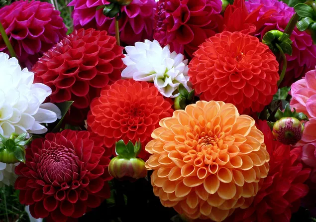 Colorful Dahlia Flowers download