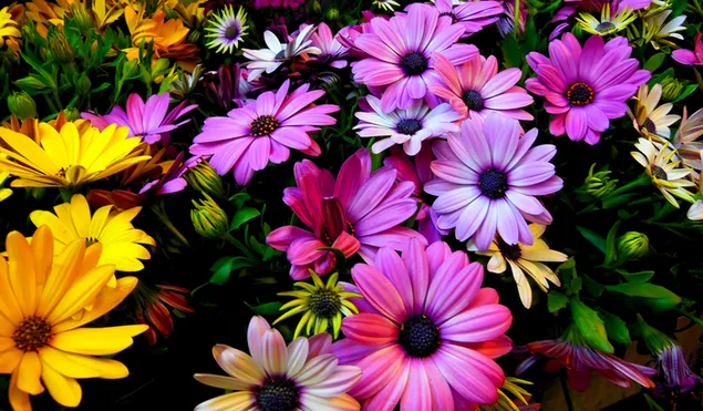 Trong vườn hoa cúc nhiều màu sắc