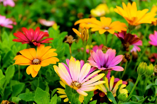 Colorful daisy flowers 4K wallpaper