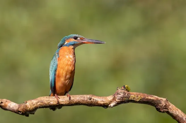 Színes tollas jégmadár a fa ágán, elmosódott háttér előtt 2K háttérkép