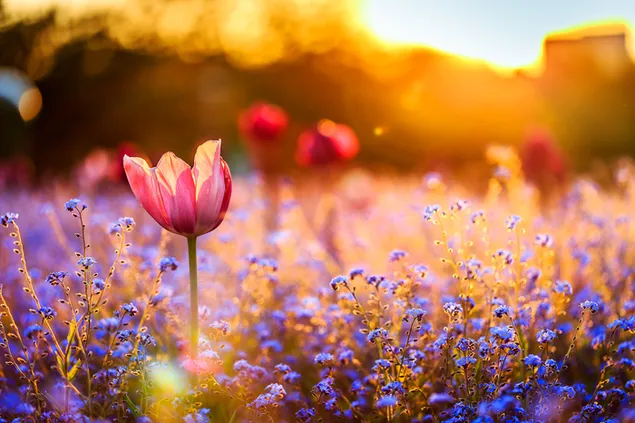 Colorful flowers field download