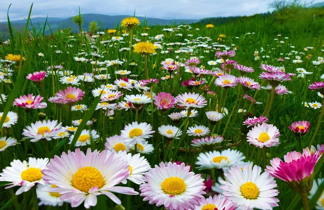 野原に咲く色とりどりの花 ダウンロード