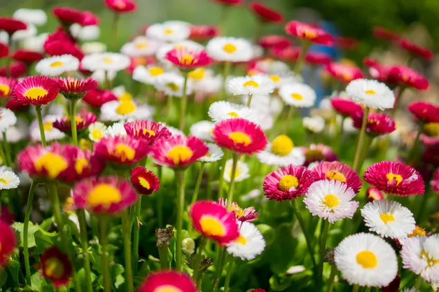Bunte Blumenwiese 4K Hintergrundbild