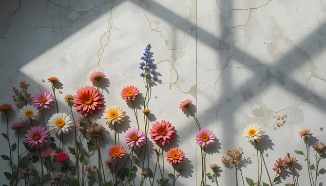 햇빛 그림자가 드리운 질감 있는 벽에 핀 화려한 꽃들 2K 배경화면