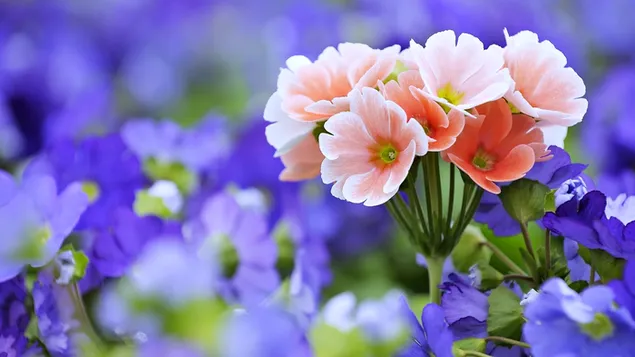 Bunte Blumenansicht 4K Hintergrundbild