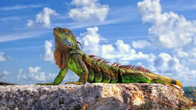 Kleurrijke leguaan uit een reptielenfamilie die geniet van een zonnig en bewolkt landschap download