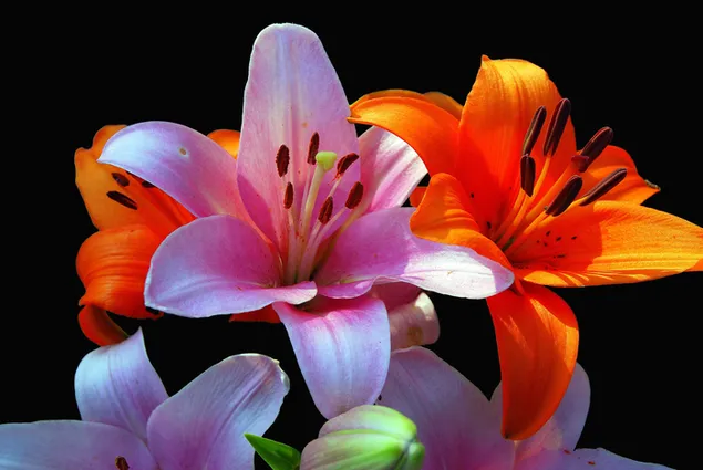 Colorful lily flowers 4K wallpaper