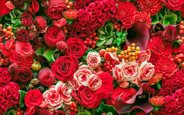 Colorful red flowers 2K wallpaper download