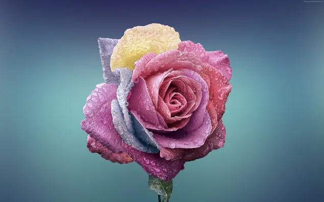 Bunte Rose und Wassertropfen 4K Hintergrundbild