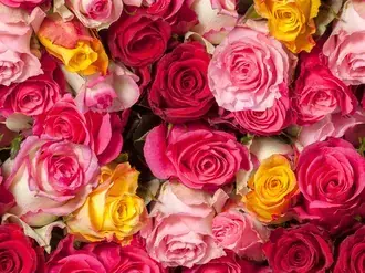 Manojo de rosas de colores 4K fondo de pantalla