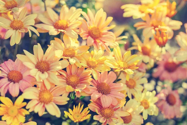coloridas flores de primavera