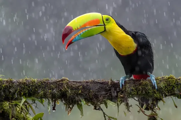 Muat turun Burung tauke berwarna-warni hinggap di dahan pokok di kawasan hutan hujan