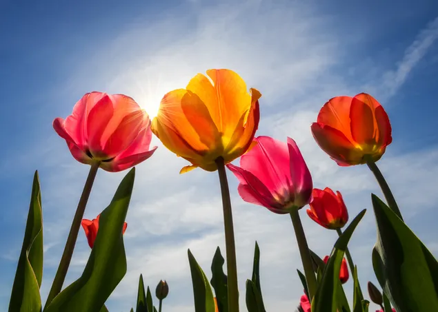 Bunte Tulpen am sonnigen Tag 4K Hintergrundbild