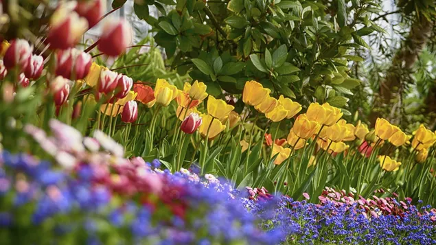 Colorful tulips in the garden 2K wallpaper