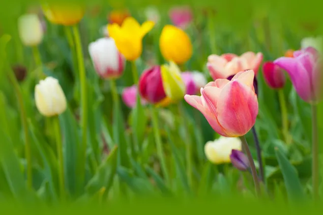 Prado de tulipanes de colores 4K fondo de pantalla