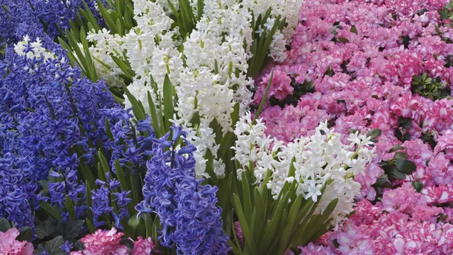 Colorfull Hyacinths