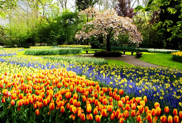 colorido jardín de primavera descargar