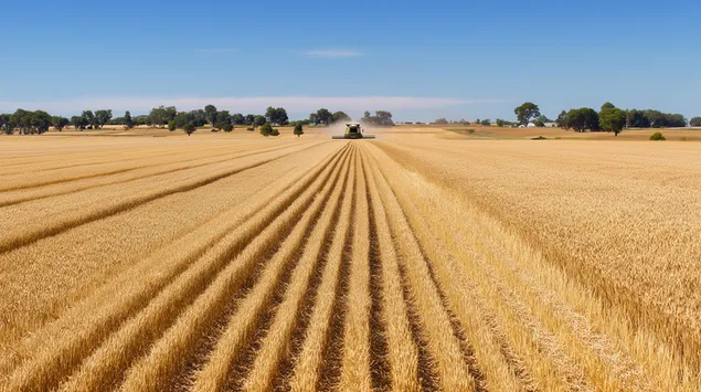 Kombinoje duke punuar në një fushë gruri të artë në shkallë të gjerë 2K sfond
