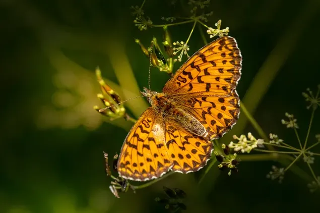 Common Leopard Butterfly download