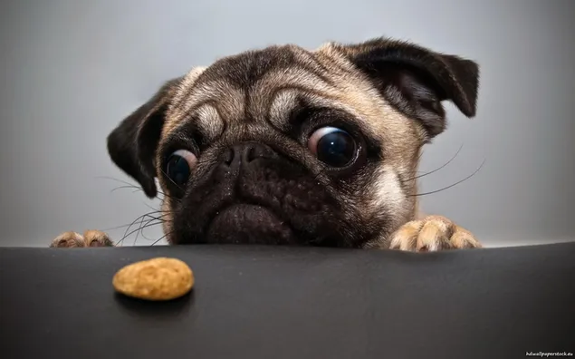 Con chó mắt to ngơ ngác nhìn bánh quy tải xuống