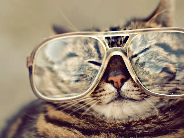 Con mèo mướp nâu mát mẻ và dễ thương trong chiếc kính cổ điển