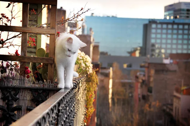 Con mèo trắng đi dạo trên ban công đầy hoa nhìn ra thành phố