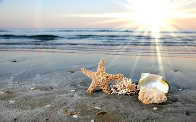 conchas de mar en la playa