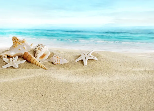 Conchas marinas y estrellas de mar en la arena de la playa junto a las olas del mar