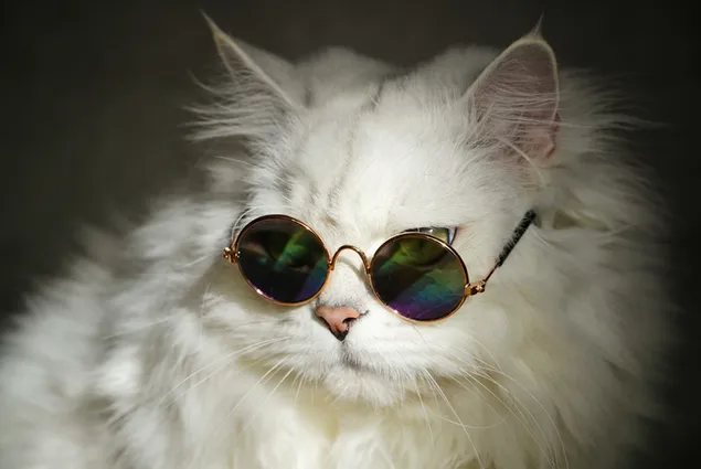 Cool white cat with round sunglasses download