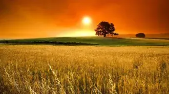tramonto del campo di grano scarica