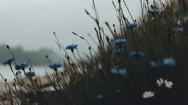 霧水邊的矢車菊和小草 2K 壁紙