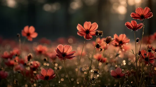 cvijece kosmosa s kapljicama rose osvijetljenim toplim jutarnjim suncem preuzmi