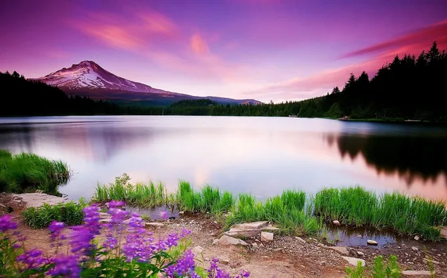 Crimson colored sky, snowy mountains and silhouette of trees reflected in water with flowers
