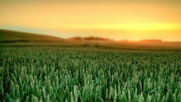 Hình nền Cây trồng trên cánh đồng HD