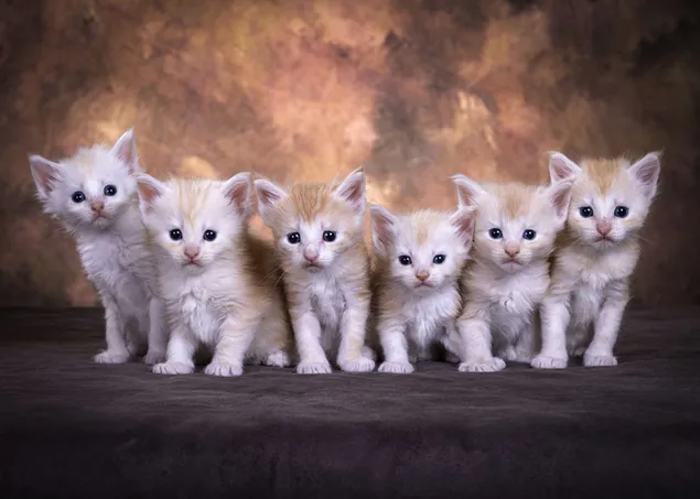 Vështrim kurioz i koteleve jashtëzakonisht të lezetshme në një sfond kafe dhe të zi HD sfond